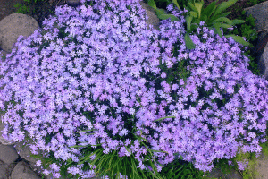 Флокс шиловидный "Ранняя весенняя лаванда" (Phlox subulata "Early Spring Lavender")