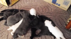 СПАСЕНИЕ КОТЯТ/ КОШКА БРОСИЛА КОТЯТ/ 9 КОТЯТ НАПАЛИ НА КОШКУ