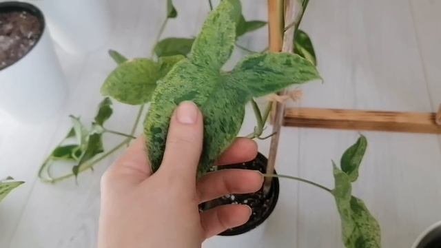 Обзор моей коллекции комнатных растений. Знакомство)