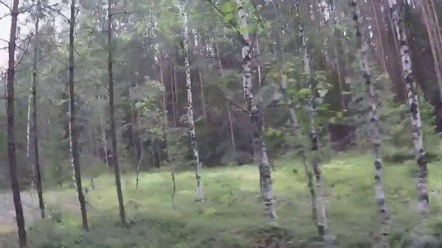 Белые грибы. Красивый лес смотреть онлайн