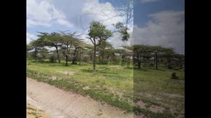 Сафари. Путешествие в национальный парк Серенгети. Танзания. Декабрь 2019