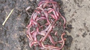 Червь старатель (навозник) для рыбалки в Тюмени