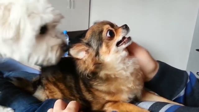 Миниатюрные собачки. Самые маленькие собачки. смотреть онлайн