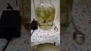 Что делать если родила рыбка.