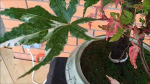Пребонсай  клён веерный Acer palmatum Oridono nishiki