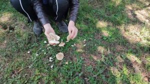 ?Как вырастить грибы,на своем участке