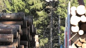 Volvo FH16 750 6X4 Timber Truck Loading (4K)