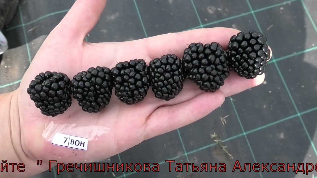 ежевика БЖЕЗИНА и ВОН смотреть онлайн