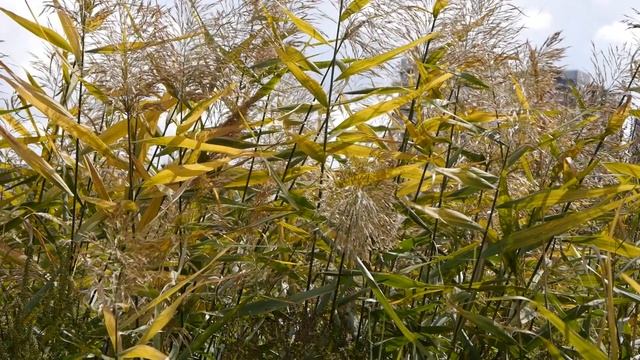 Осенний этюд. Panasonic Lumix DMC-G6 test video | Фото-видео студия "GOLD" смотреть онлайн