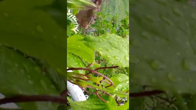 CLEMATIS IN BOULEVARD #MOJONAIRUSA смотреть онлайн