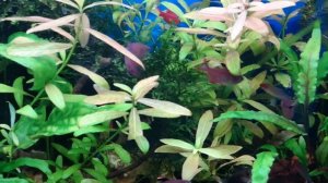 Орнатусы. Содержание в аквариуме