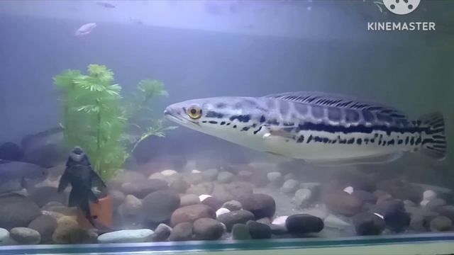 Chana Asiatica 26 cm dan Chana Toman 32 Cm смотреть онлайн