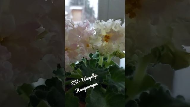 Фиалка сорта ЕК -Шедевр Кондитера#фиалки  #домашниецветы