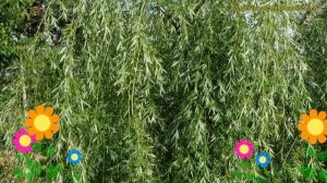 Ива гибридная Свердловская плакучая. Краткий обзор, описание характеристик salix х