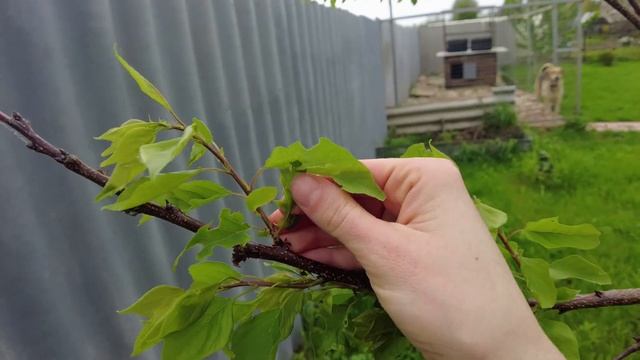 Ландшафтный ДИЗАЙН УЧАСТКА ЗА КОПЕЙКИ своими руками! Обзор нашего сада | Часть 2