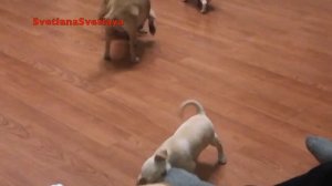 Мои щенки чихуахуа/чем кормить/скоро разберут