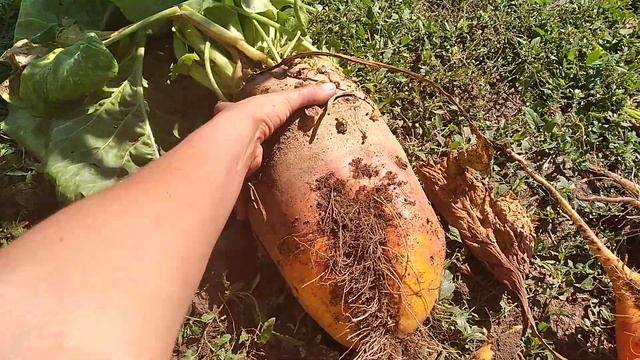 кормовой буряк созрел !!! запасаюсь на зиму уткам ,курам, гусям,фазанам ,голубям ?? смотреть онлайн