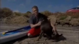 Введение в собаковедение: тайский риджбек