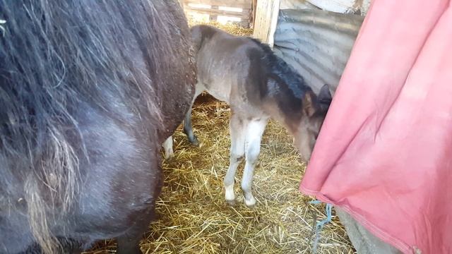 КЛИЧКИ ДЛЯ моих новых ЖЕРЕБЯТ 2021 смотреть онлайн