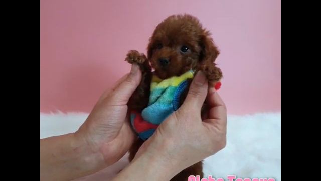 Mini Red Teddy Bear Poodle🐶🐻🐼❤️ - Aloha Teacup Puppies смотреть онлайн