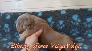 Староанглийский бульдог. Девочка