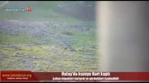 Волкодав против волков (спас ягнёнка)