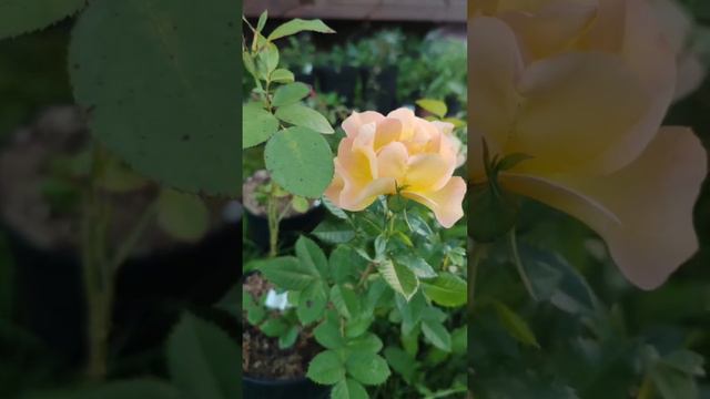Роза Канадская "Morden Sunrice"