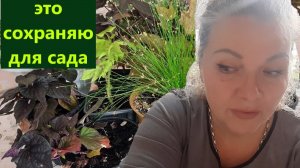 Декоративно-лиственные для сада. Сохраняю и размножаю. Часть 3.
