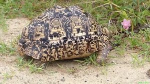 Леопардовая черепаха - Leopard tortoise