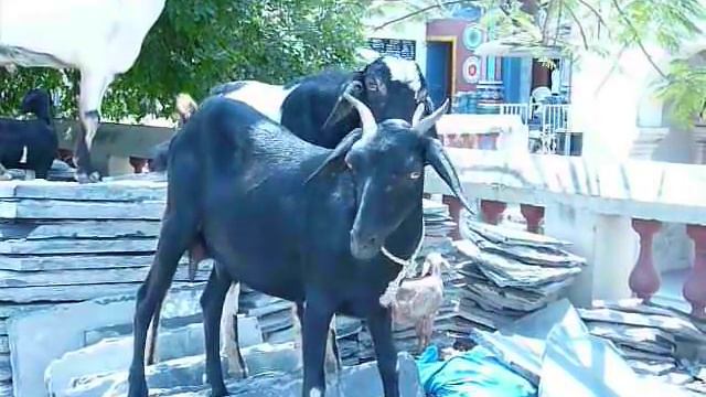 козел уговаривает козу на любовь :) СМОТРЕТЬ СО ЗВУКОМ!!! смотреть онлайн