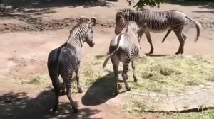 Zebra mating in zoo