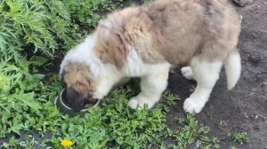 Купили собаку/ сенбернар «Бетховен»