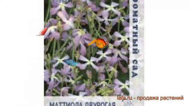 Маттиола двурогий Двурогая Ворожея ? обзор: как сажать, семена маттиолы Двурогая Ворожея