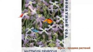 Маттиола двурогий Двурогая Ворожея ? обзор: как сажать, семена маттиолы Двурогая Ворожея