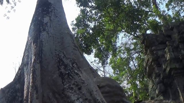 Камбоджа Храм Та Пром туда обезьяны унесли Маугли смотреть онлайн