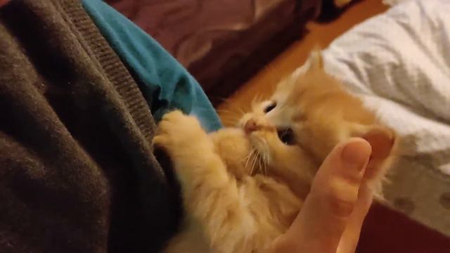 Котята подросли. Ищем новых хозяев для котят. смотреть онлайн