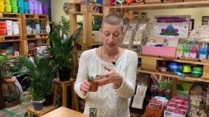 Традесканция - все ли сорта вам знакомы? Неприхотливое ампельное растение для дома.