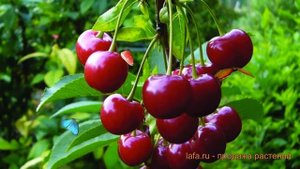 Черешня средний Радица (prunus avium radica) ? Радица обзор: как сажать, саженцы черешни Радица
