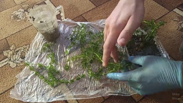 СТРИЖКА И ПЕРЕСАДКА РАСТЕНИЙ В АКВАРИУМЕ!