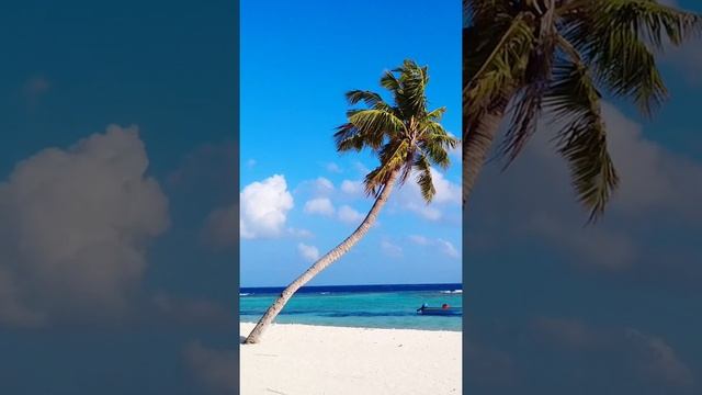 One Minute Travel - Maldives Bodufolhudhoo Island #shorts