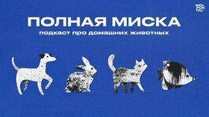 Полная миска | Кошки из приюта