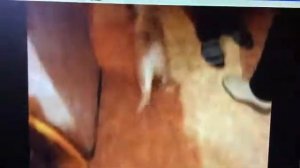 Мне подарили собаку!