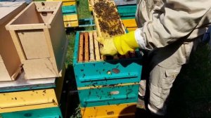 формирование и продажа пчелопакетов в начале мая, Быстро увеличиваем пасеку  Нижегородская область.