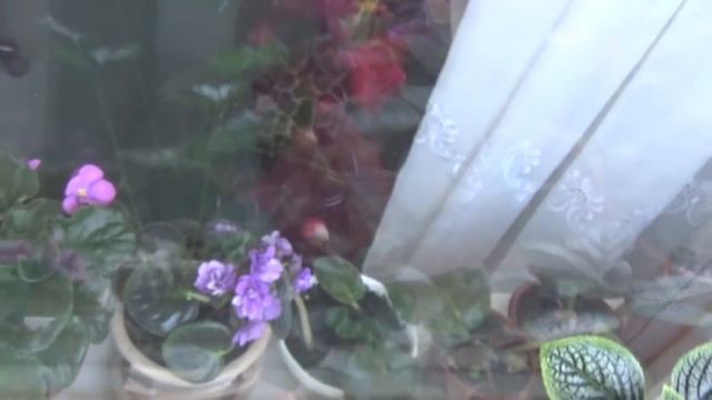 КАК ПЕРЕНОСЯТ ЖАРУ МОИ ЦВЕТЫ НА БАЛКОНЕ | Irina Belaja смотреть онлайн