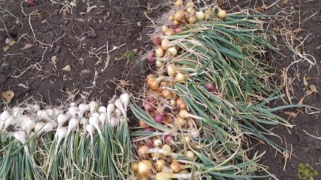 СОБИРАЮ ЛУК И ЧЕСНОК. БУКЕТ ИЗ ПОЛЕВЫХ ЦВЕТОВ смотреть онлайн