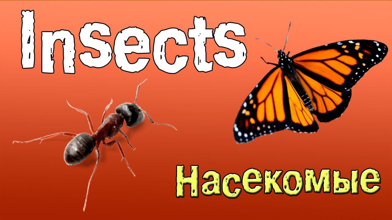 Английский для начинающих. Насекомые на английском языке. смотреть онлайн
