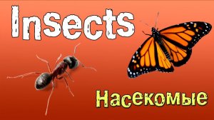 Английский для начинающих. Насекомые на английском языке.