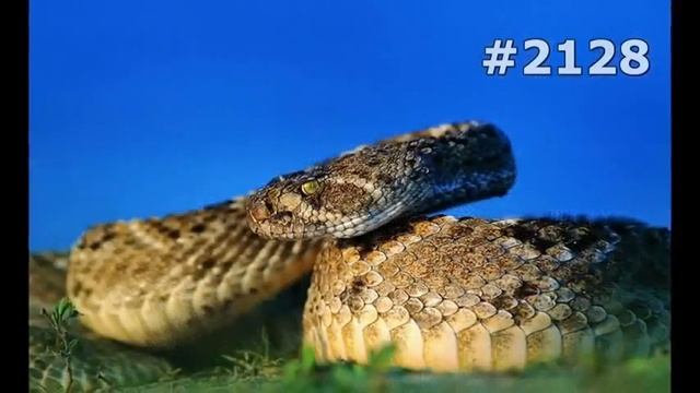 #2128 Змеи питоны и кобры В мире животных смотреть онлайн