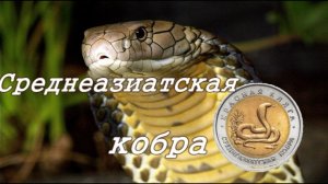 Монета 10 рублей Среднеазиатская кобра из серии Красная книга.