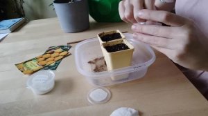 Саженцы желтой малины и ежевики из семян.